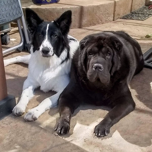 Fundraising Page: Patti Allison